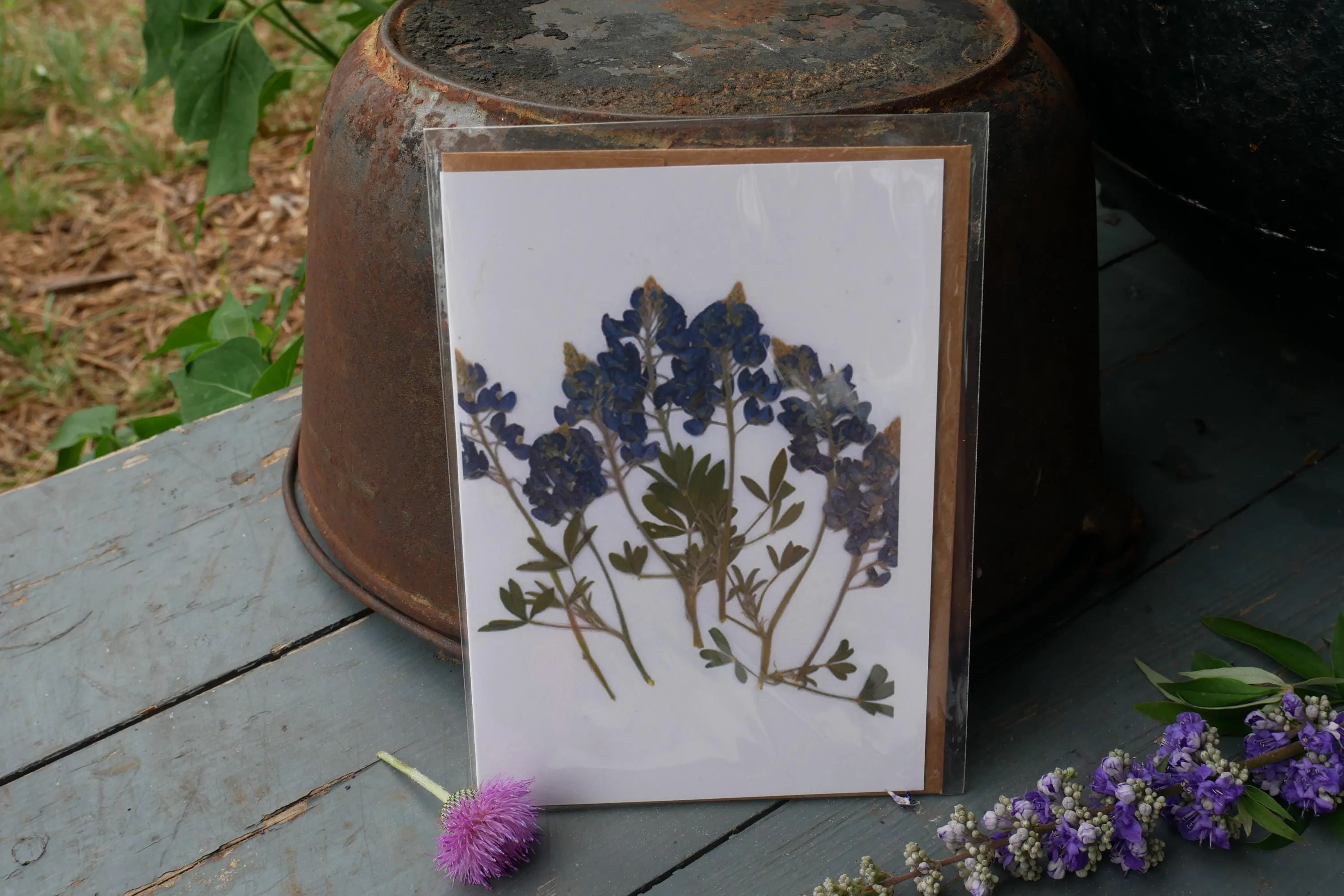 Title: Pressed Texas wildflower Greeting Card –PRINT, Blank Inside, Flowers Grown on Our Texas Farm