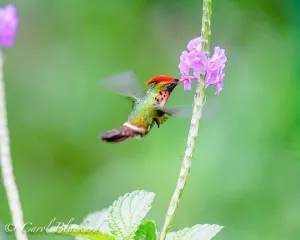 Tufted Male Coquette 2
