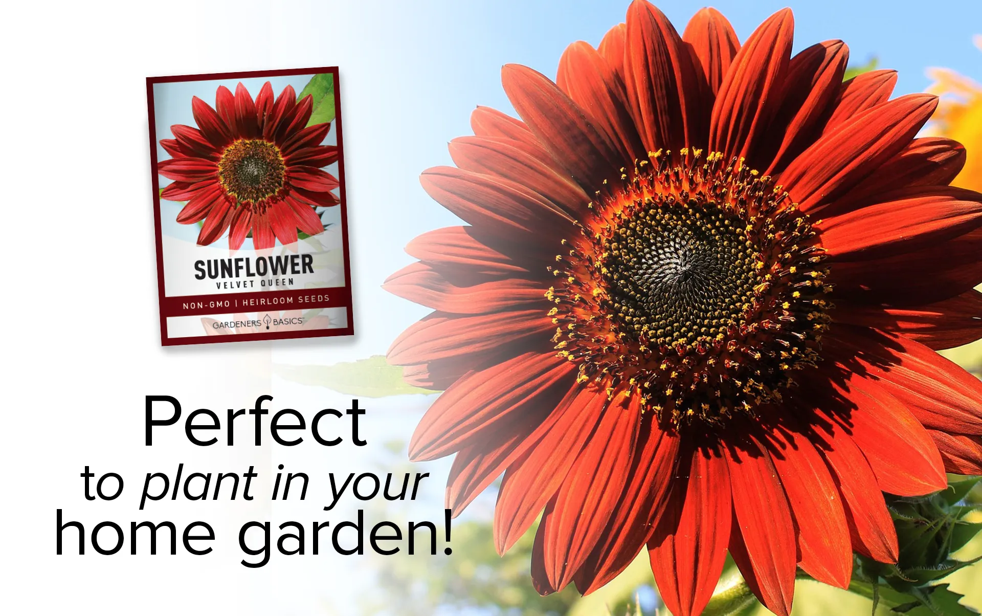 Velvet Queen Sunflower Seeds