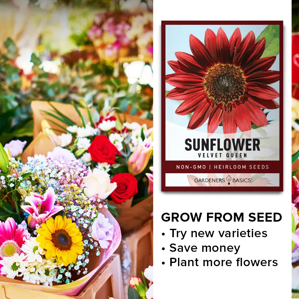 Velvet Queen Sunflower Seeds