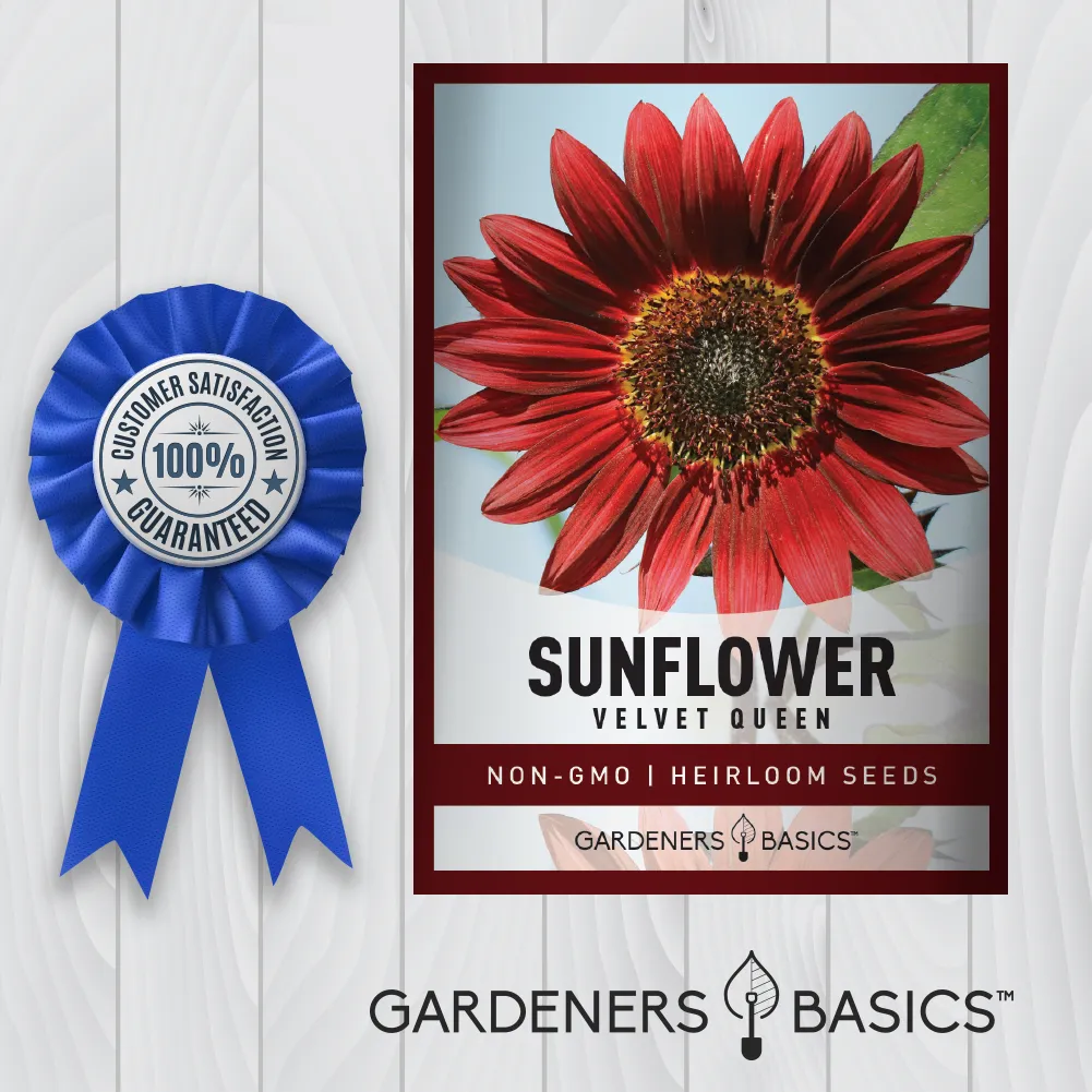 Velvet Queen Sunflower Seeds