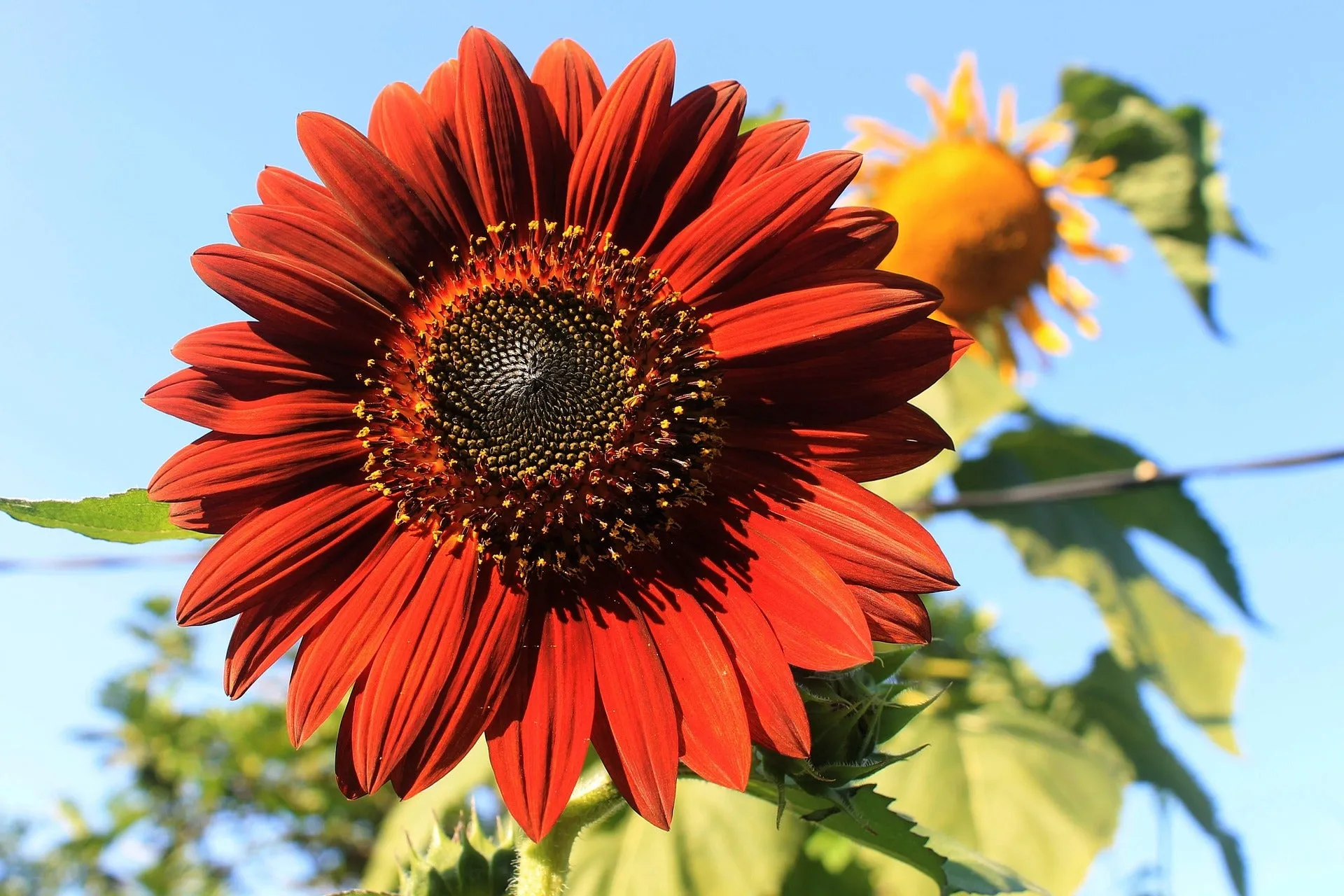 Velvet Queen Sunflower Seeds