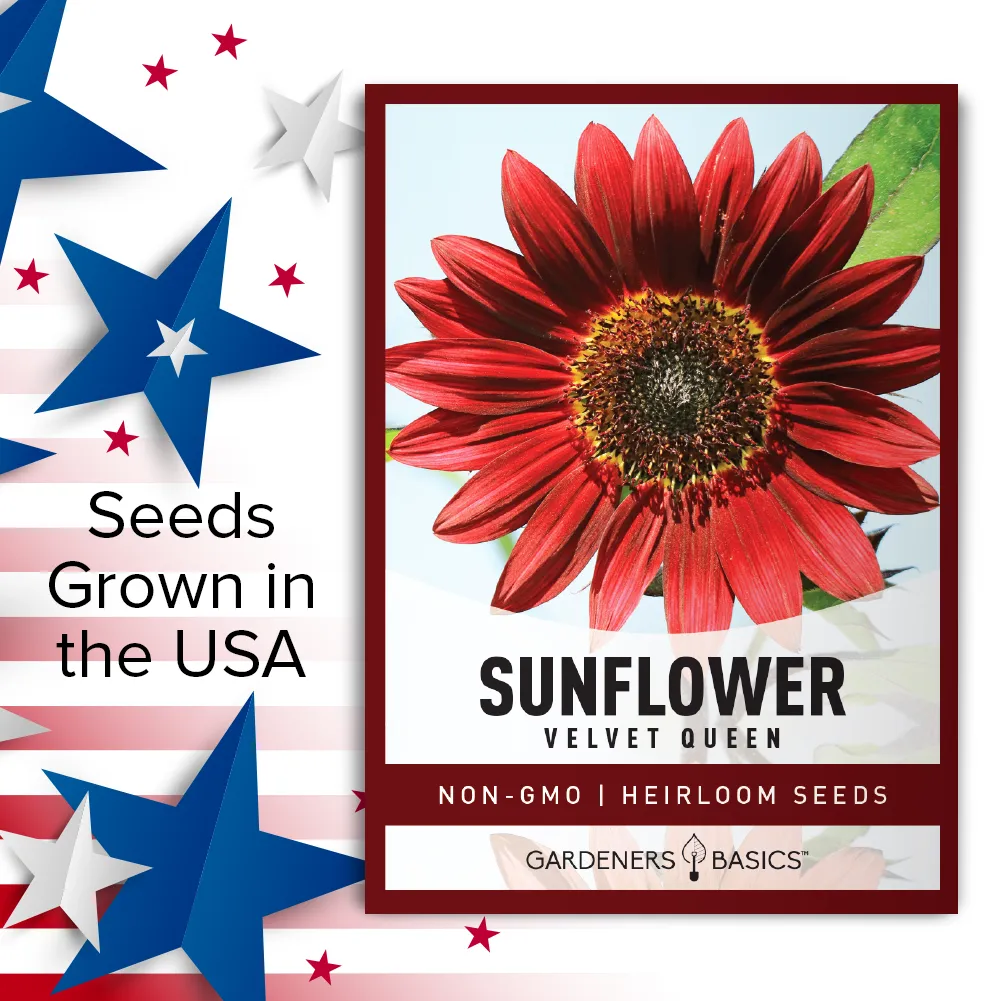 Velvet Queen Sunflower Seeds