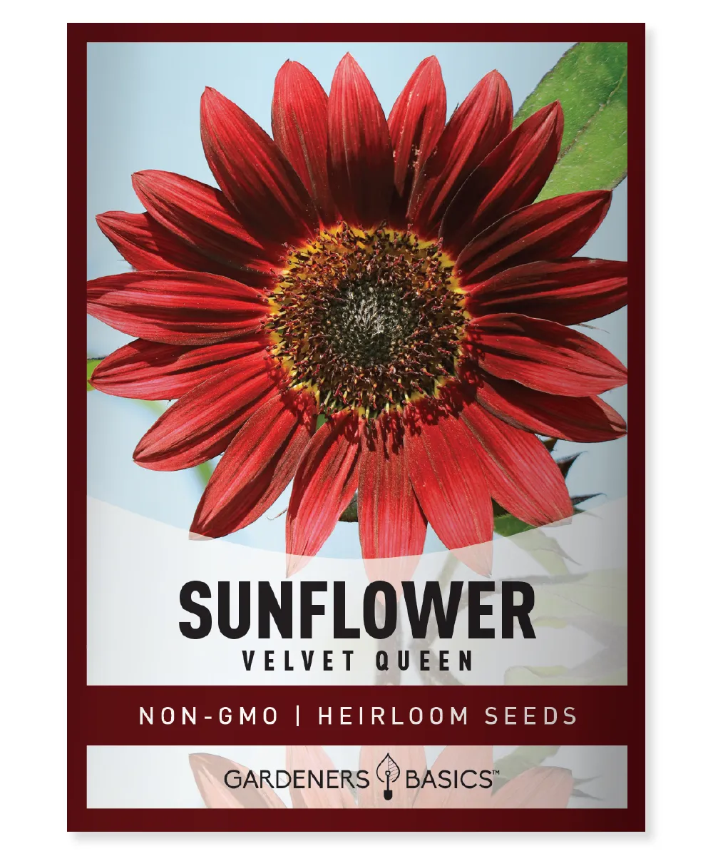 Velvet Queen Sunflower Seeds