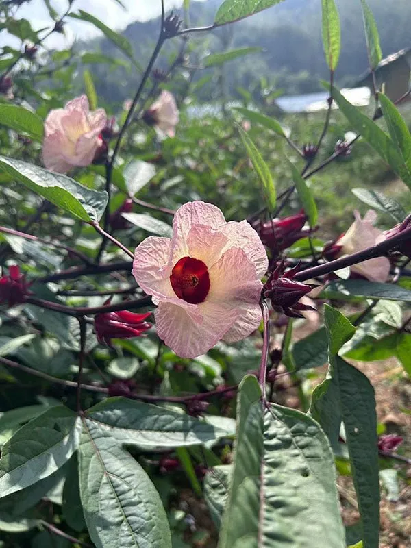 Wild Hibiscus Flowers in Syrup