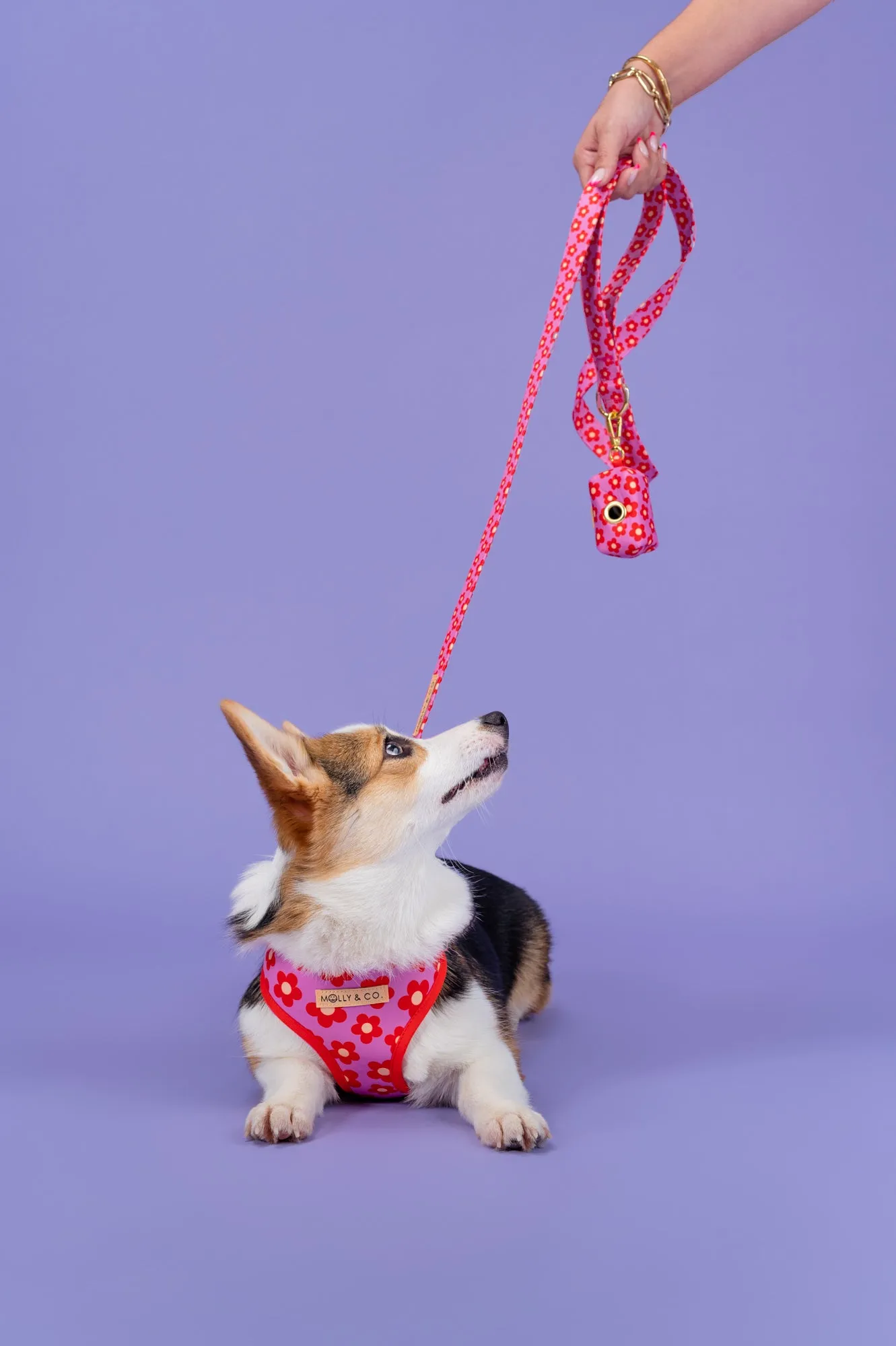 Wildflower - Reversible Dog Harness